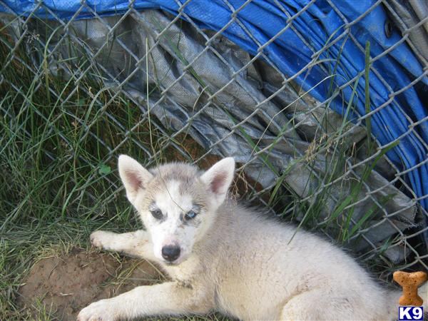 Puppies in Maryville